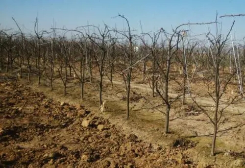 ���Nֲ����޼������ʲô�r�g�޼����^���m��