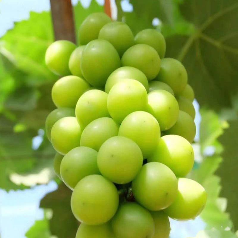 �������ʩ�����������ʵĺ�̎��ʲô��