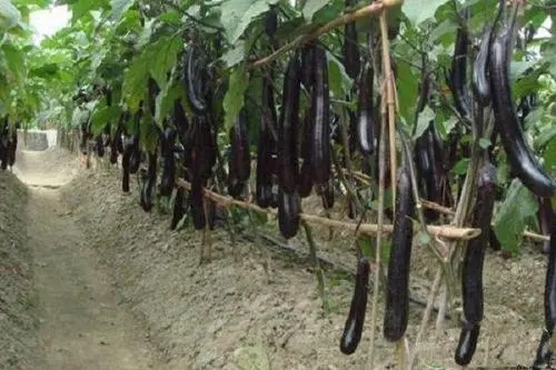 �������ʩ�������ӵ�ʩ�ʷ�����ʲô��