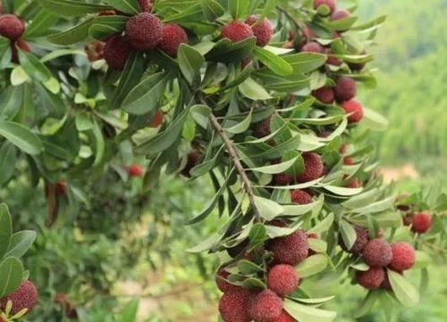 ��÷�軨���ԭ����ʲô������Щ������