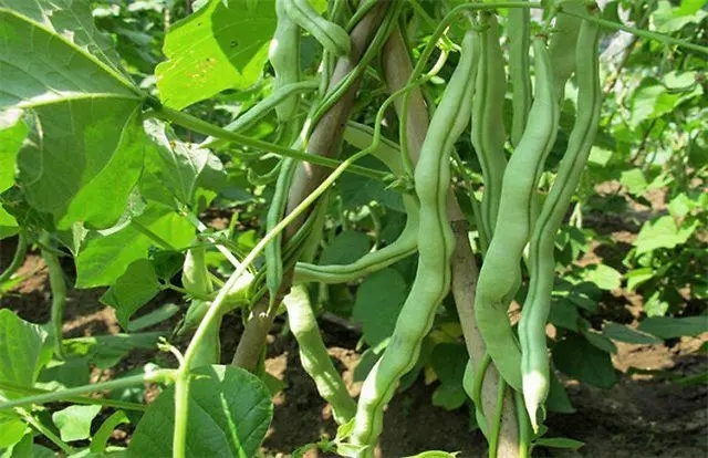 �������������ʲô��������ôʩ�ʲ�����߮a����