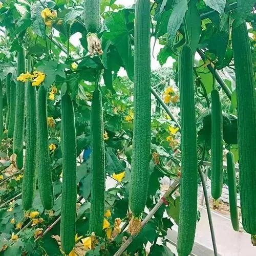 �紺�z����ηNֲ������Щ����������