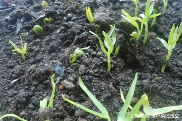 ���Ĳ����ʩˮ�ʣ� ���Ĳ�ˮ�ʹ���Ҫ�c��