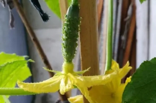 �S��ֻ�_�����Y����ʲôԭ���S�ϷNֲ���g��