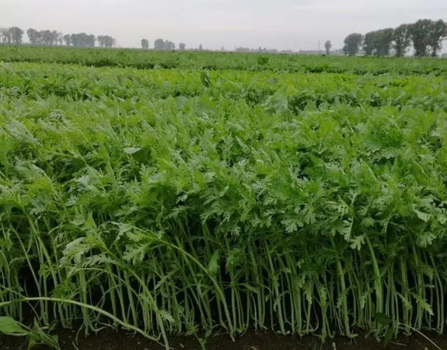 �������ʩ�ʣ�����ĸ߮a(ch��n)ʩ�ʼ��g(sh��)��ʲô��