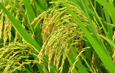 ˮ������������A���ʺ���