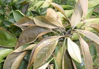 �ʺ��l����ԭ��