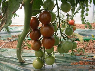 �߲�ʩ���^(gu��)���׵���������