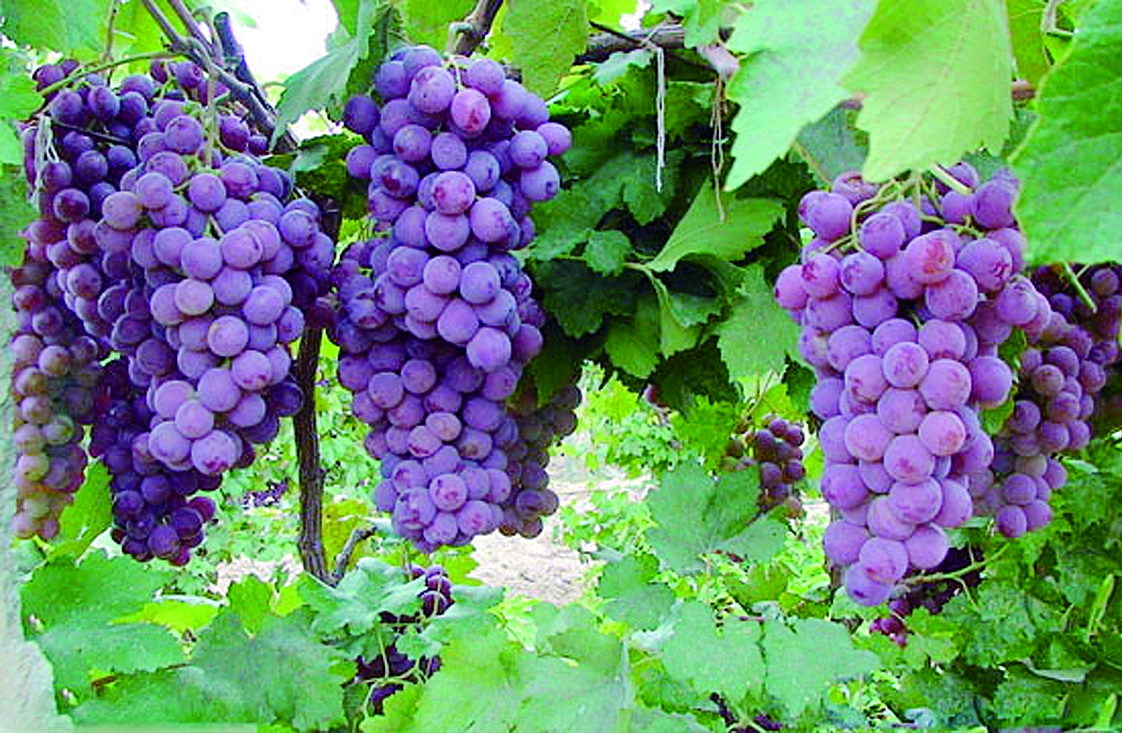 �����ػ��ʴ����a