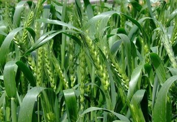 С���߮a(ch��n)ʩ�ʼ��g(sh��)