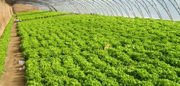 �߲˷ʺ��İl(f��)��ԭ���A(y��)����ʩ