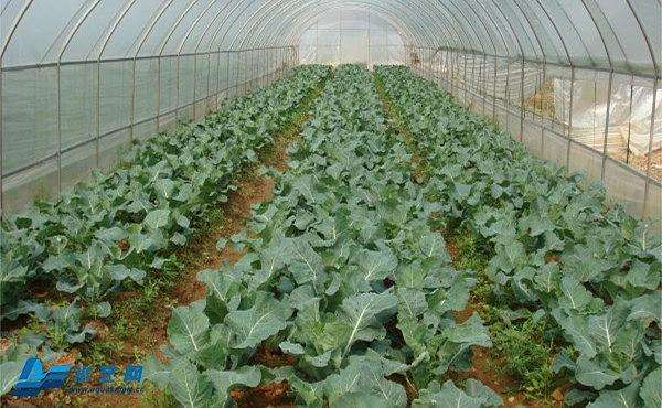 ��κ���ʩ�ʷ�ֹ�߲���˥��