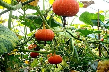 �Ϲϵ�ʩ�ʼ��g