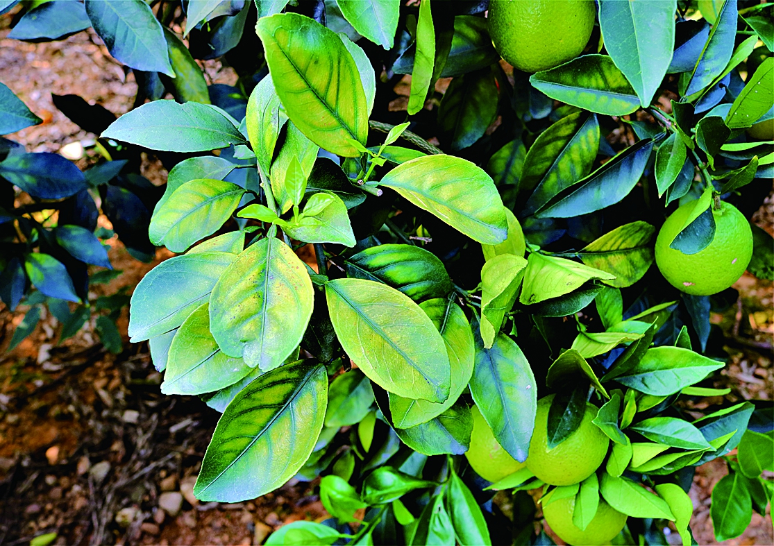 ������ֲ���������V��