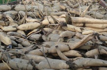 ɏź���Ҏ�ɼ�ʩ�ʼ��g