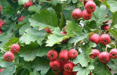 ɽ高��ʩ�ʷ���