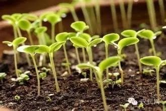 ���ʣ�����Æ᣿