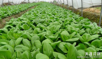 �߲�ʩ�õ��ʷ���