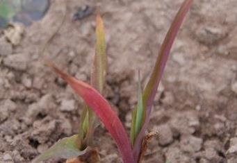 �����^��ʩ�׷ʵĺ�̎