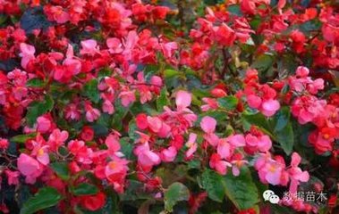 ���ܣ���ľ��ʩ�ʼ��g