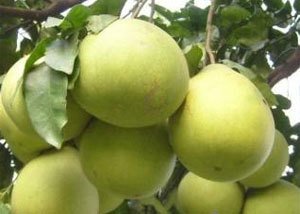 ���ӵ�ʩ�ʼ��g