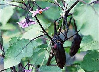 ���ӽY����ʩ�ʵķ�����ע�����