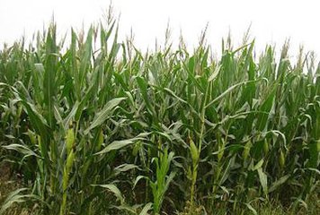 ����ȱ�ʵĲ�ͬ�Y����F(xi��n)