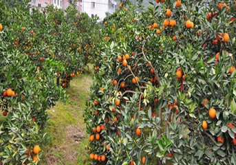 ���ٿƌWʩ�ʼ��g