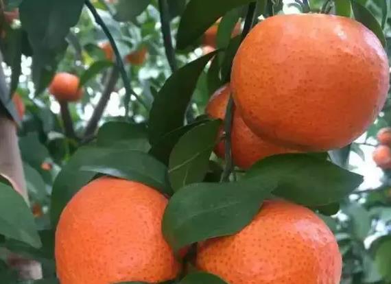 ���ٹ�Ʒ�cʩ�ʵ��Pϵ���㲻һ������