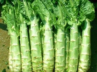 �n�S��ôʩ�ʲ��ܸ߮a��