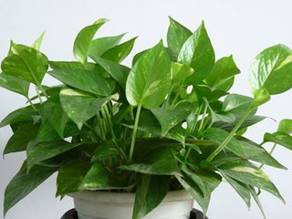 ��ʲô�����B(y��ng)ֳ�G�}�ã����ܷ��Ͻ�B