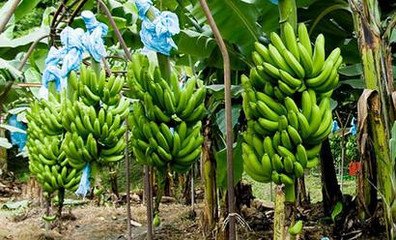 �㽶�߮aʩ�ʼ��g