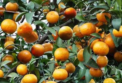 ���ٌ��I�BԪ������ȫ�������