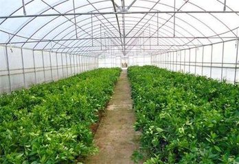 ��ߴ����߲˷��������ʵķ���