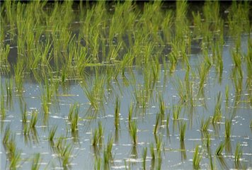 ����ʩ��⛷ʵ�ע�����