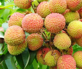 ��֦ʩ���ЙC�ʵķ���