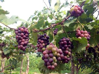 ���ѷNֲ��ʮһ�Nʩ�ʵ��`�^