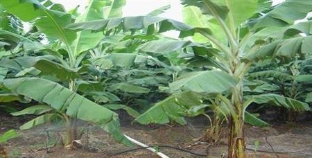 �㽶ʩ��ʲô�r��ʩ�ʺã�