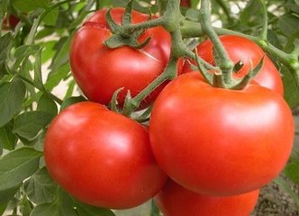 �������t���~��ʩ��ע�����