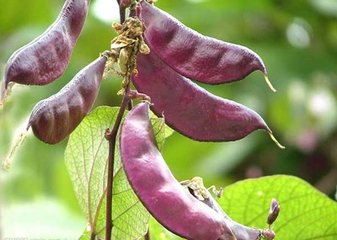 �ⶹ���ڵ���ι�����