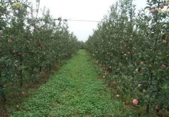 ��������׷����α���ʺ���