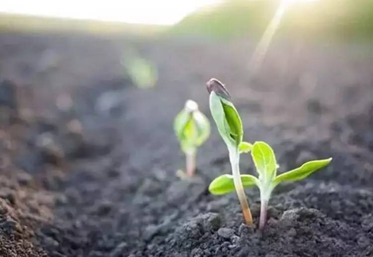 ��ֲ���m�ã��ɲ�Ҫ�y����~�@Щ�������m���ø�ֲ�ᣡ