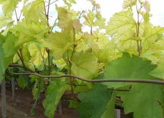 �߲˞�ʲô��Ҫ�aʩ�}�ʣ�