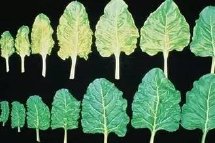 ��Ҋ�����ȱ��Y�����ʵ�ʩ�ü��g