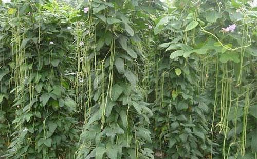 ���ǵĲ��N�cʩ�ʼ��g