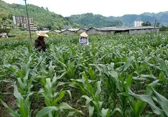 �Nֲ�����ף�ʩ�ʺܷ��y�����Y�@ôȫ��ֻ���@һƪ��