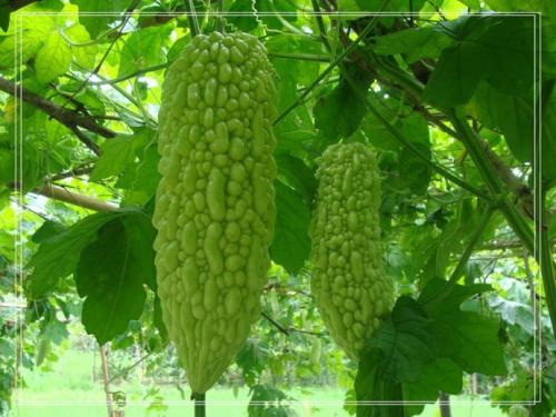 �����κ���ʩ�ʣ�