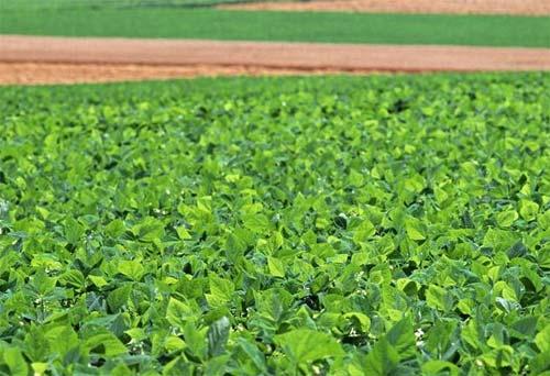 2018�괺���|���󶹿ƌWʩ��ָ����Ҋ