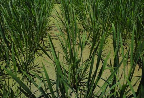 ����ʩ�ʼ��g