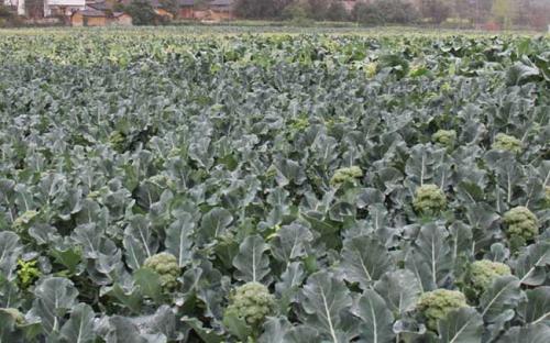 ���m����ʩ�ʼ��g